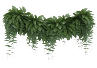 Green leaves with white outline isolated on a transparent background