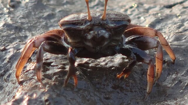 fiddler crab crawling on sand under mangrove forest