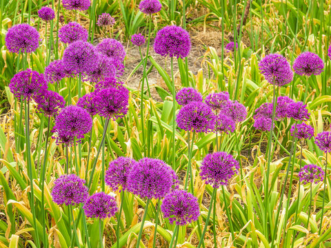 Tall ornamental onions, sensational purple alliums (binomial name: Allium aflatunense &lsquo;Purple Sensation&rsquo;), in a botanical garden on a spring day in northeastern Illinois, USA