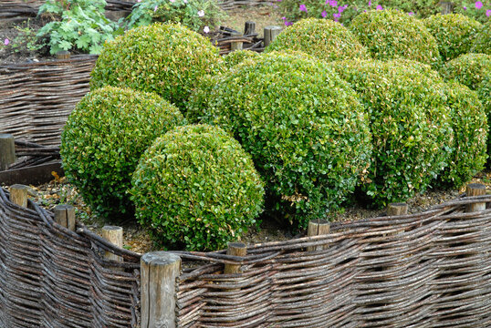 buis taill&eacute;,  jardin potager, Parc et jardin, chateau de La Roche Jagu, Plo&euml;zal, 22, Cotes d Armor, R&eacute;gion Bretagne, France