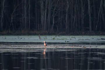 A great blue heron wades in the water along the shoreline at sunrise, a dark forest in the...