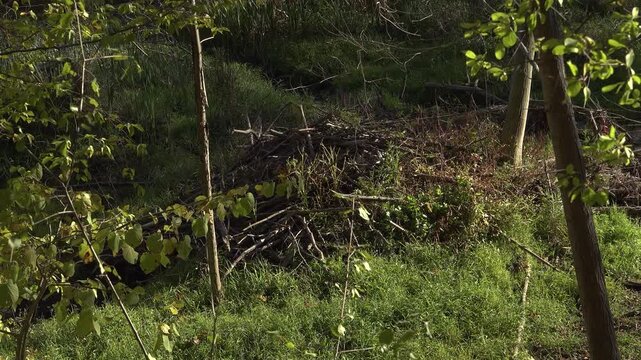A pile of sticks, branches, and twigs sits in a sunlit grassy wetland creating a teepee shaped Beaver Dam.