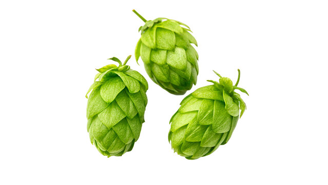 Three hop cones isolated on transparent background	
