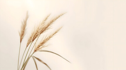 Gentle dried wheat stalk standing outstanding beige background offers unique aesthetic for product display, evoking soft beauty and calm emotion perfect for minimalist natural layout design