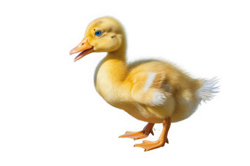 Obraz premium Adorable yellow duckling waddling forward a close-up studio portrait