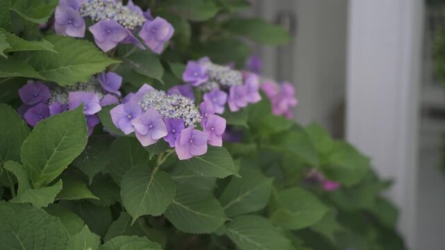 Close up of purple lacecap hydrangea flowers blooming in a garden with lush green leaves