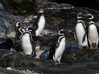 Fototapeta premium Colony of Magellanic Penguins Standing on Rocky Coastline Shoreline