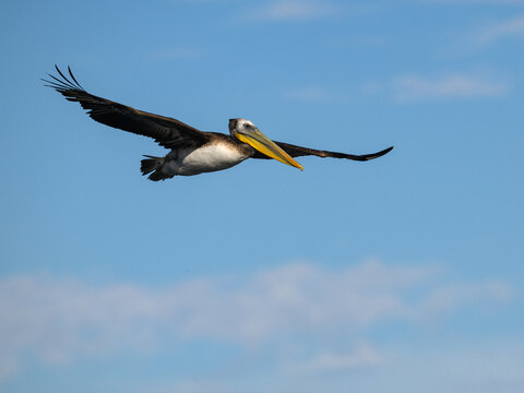 Peruvian Pelican Flying Through Clear Blue Summer Sky
