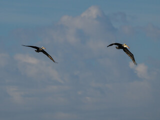 Fototapeta premium Pair of Peruvian Pelicans Soaring Through Cloudy Sky