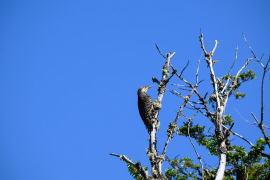 Chilean Flicker Woodpecker Perched on Bare Tree Branch Under Blue Sky