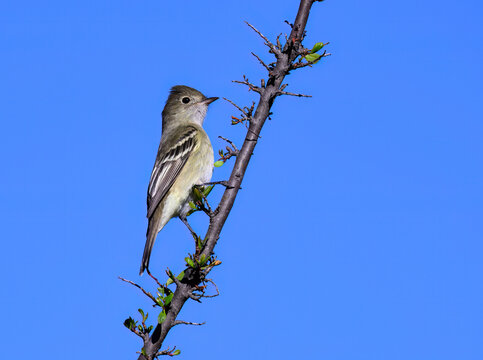 White-crested Elaenia Perched on Budding Thorny Branch Under Blue Sky
