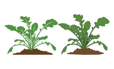 Two green arugula plants growing in dark brown soil on transparent background