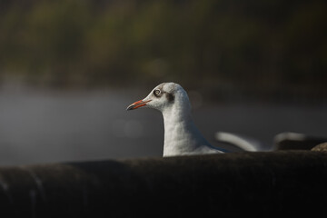 Detailed side profile white seagull head with sharp eye and orange beak. Dark blurry background coastal environment.