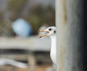 Close up white seagull vocalizing with open beak partially hidden behind concrete pole. Detailed orange beak and tongue.