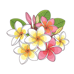Colorful Frangipani Flowers