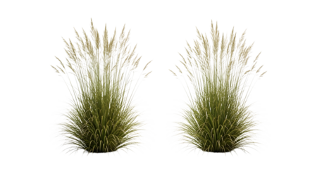 Two green plants isolated on transparent background