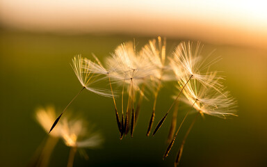 Obraz premium Closeup of dandelion seed parachutes glowing in sunlight with blurred green background
