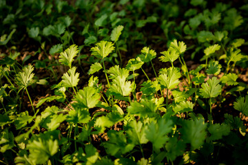 Young cilantro plants growing in organic soil, fresh coriander herbs in the sunlight