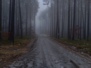 Forest road in winter foggy day