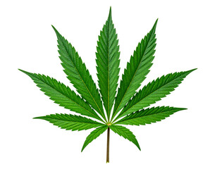 Cannabis leaf, isolated on a transparent background, cutout PNG file 