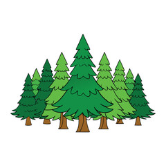 Obraz premium A serene fir tree forest, tall evergreens stretching skyward, with soft light filtering through dense branches, creating a peaceful, green, and refreshing retreat. 