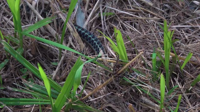 A close-up of a Garter snake pulling a Leopard Frog away in a grass meadow after he sinks his teeth into him during the summer.