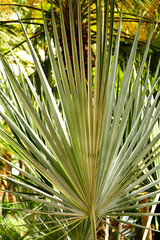 wachlarzowaty liść palmy z rodzaju latania, Latania, a fan-shaped leaf of a palm of the genus latania, fan-shaped palm leaves in the garden © kateej