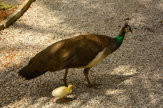 Paw indyjski, paw niebieski, paw zwyczajny, Pavo cristatus, pavone, samica pawia z pisklęciem na żwirowej ściezce w parku z palmami