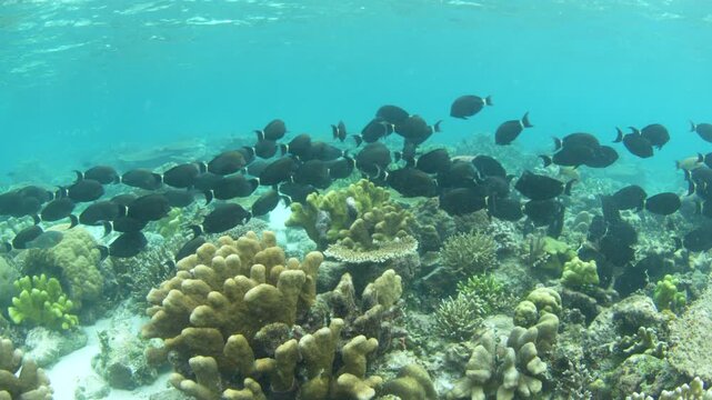 A large school of Ringtail surgeonfish, Acathurus blochii, swims over a shallow reef in Raja Ampat. This tropical region harbors amazing marine biodiversity and is a popular destination for divers.