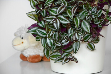 Trzykrotka pasiasta w białej doniczce na stole, rośliny do pokoju dziecka, pluszowe maskotki na stole obok rośliny, Tradescantia, Plants for a child's room © kateej