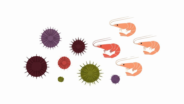 Collection of colorful sea urchins and pink shrimp on a white background