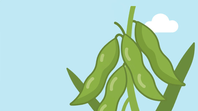 Close-up view of green soybean pods on a stalk against a light blue sky