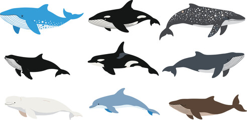 Obraz premium Collection of Various Whale Species Icons Featuring Humpback Orca Beluga and Blue Whales in Detailed Flat Vector Illustration Set for Marine Life.