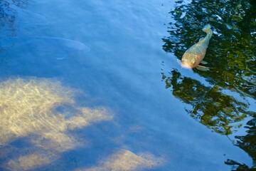池を泳ぐ鯉と水底に映る光の波紋