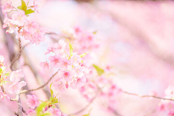 背景がボケた桜の素材