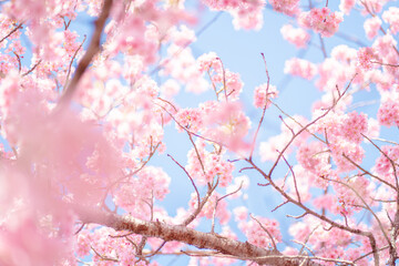 青空に映える満開の桜 春の背景