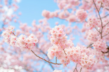 青空に映える満開の桜 春の背景 © Fruitshine