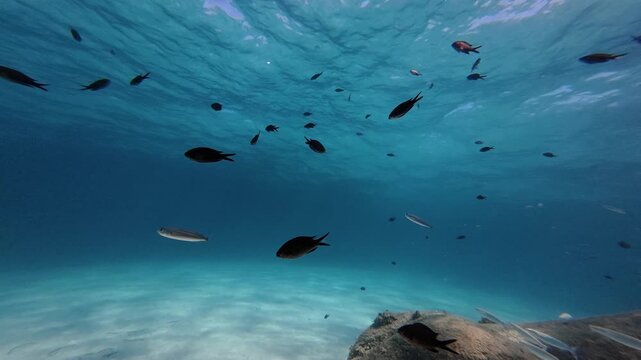 Large School of Damselfish (Chromis Chromis) Swimming Underwater and Filling the Screen, Slow Motion