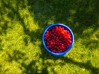 Vibrant cherries fill a blue plastic bucket, set against a lush grassy area. Bright sunshine enhances the fresh, summery mood, creating a delightful outdoor scene.