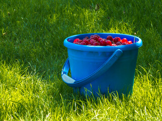 Bright red cherries fill a blue plastic bucket set in a serene grassy area. The peaceful, summery atmosphere invites a sense of calm and nature's bounty.