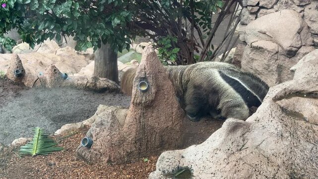 Giant anteater walking on rocky ground close up wildlife animal
