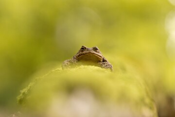 Obraz premium Common toad (Bufo bufo) wildlife portrait with natural green background