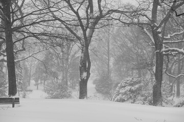 black and white view of winter in the park
