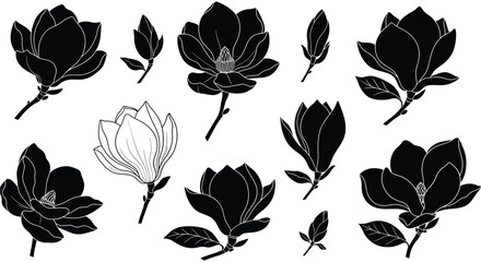 A collection of magnolia blossoms rendered in a striking black and white composition showcasing delicate floral forms as a silhouette © CreativeAkash099