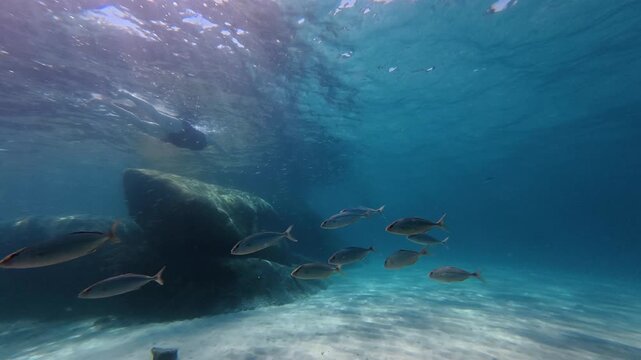 igh-quality underwater footage of a school of Leerfish gliding through the clear blue waters of Greece. Captured in slow motion with a wide-angle action camera, highlighting the predatory nature.