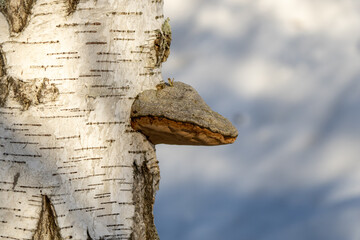 Close up of birch tree trunk with bracket fungus growing from white bark against soft cloudy winter sky, conveying quiet resilience, natural texture and calm Nordic forest mood