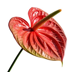 Tropical flower PNG concept. Vibrant red anthurium flower with glossy, textured petals and a prominent spadix.