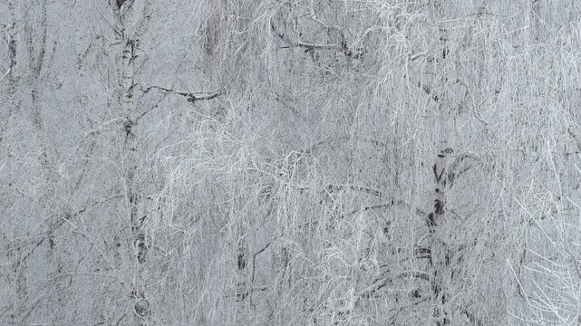 A close-up of frozen birch branches. Frost and frosty pattern on trees in the forest. Winter texture, design background, cold season
