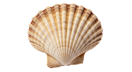 Large scallop shell with intricate details on transparent background
