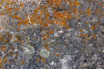 Weathered stone surface covered with vibrant lichen. Natural textures create a sense of age and beauty.